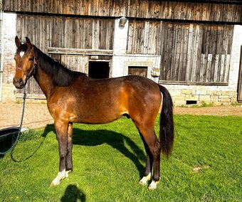 mladý valach s výborným původem a sportovním potenciálem - 2