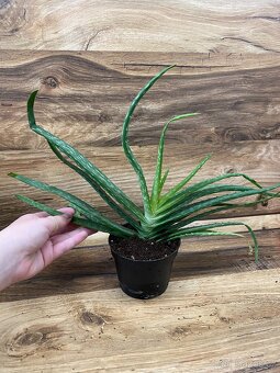 Aloe vera – velká rostlina + odnože - 2