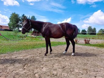 Valach kůň Kinský - 2