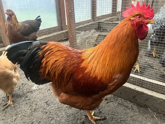 Kohouti do chovu - 2