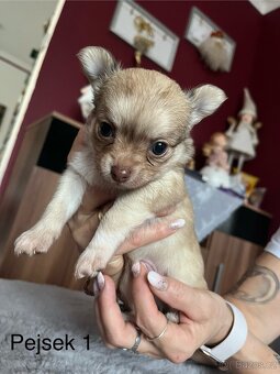 Čivava dlouhosrstá štěňata - 2