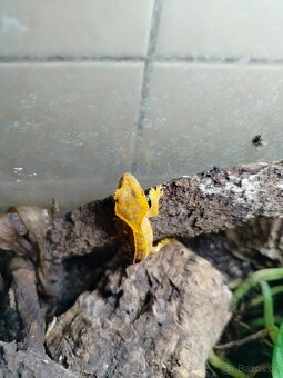 Pagekon řasnatý - 2