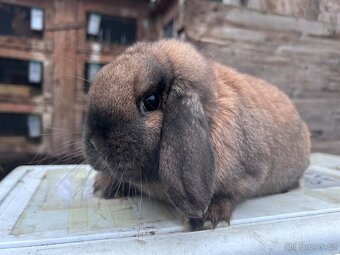 Zakrslý beránek s rodokmenem - 2