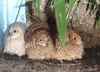 Krepelci vajicka - 2