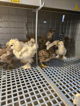 Hedvábničky USA kuřátka - 2