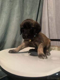 Štěně labrador x stafort - 2