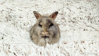 Zakrslý králík, králíček - HARRY - 2