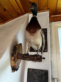 Trofeje -myslivost - 2