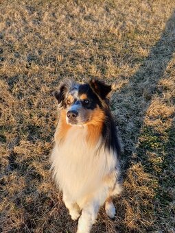 Australský ovčák - 2