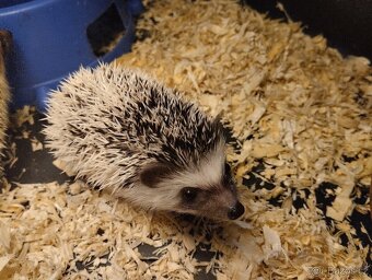 Ježek bělobřichý - 2