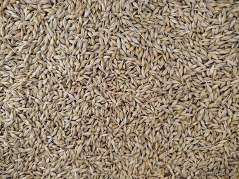 Ječmen krmný pytlovaný - 2