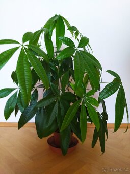 Pachira pokojová rostlina - 2