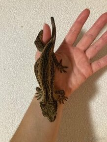 Rhacodactylus auriculatus 1,2 - 2