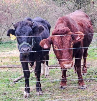 Prodám mléčnou jalovici Brown Swiss x Holšřýn - 2
