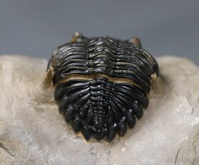 Trilobit s dokonalými očami - Fosilizované zviera - 5,3 cm - 2