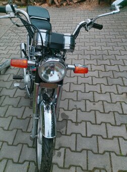 Jawa betka(Champ) - 2