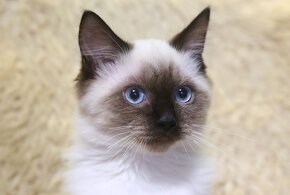 Kocourek Ragdoll ke krytí - 2