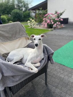 Vipet/whippet s PP - 2