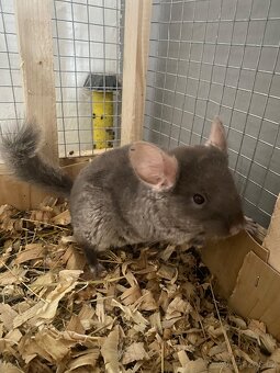 Činčila Brown velvet - 2