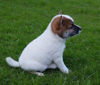 Shiba inu pinto s PP-1.vrh v ČR - 2