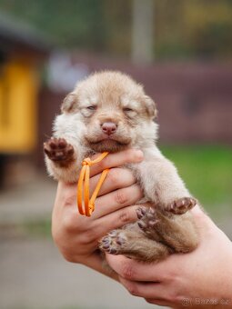 Saarloosův vlčák - prodej - 2