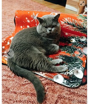 Britský kocour ke krytí - 2