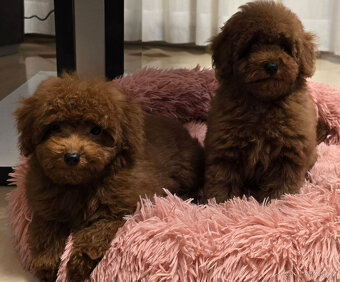 pudel 100% toy boy - 2