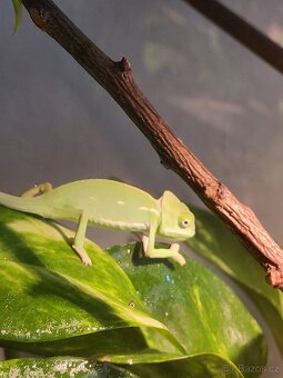 Chameleon jemenský - 2