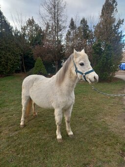 KLISNA welsh mountain pony - 2