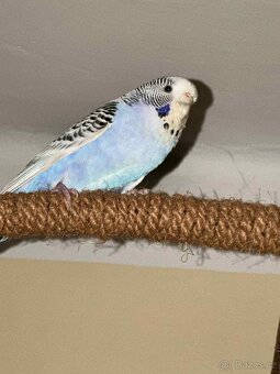 Andulky chovný pár - 2