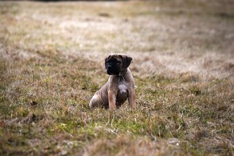 Cane corso s FCI  PP - 2