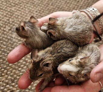 Osmak degu mláďata-kluci - 2