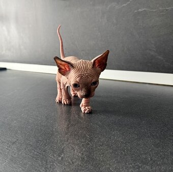 Sphynx - 2
