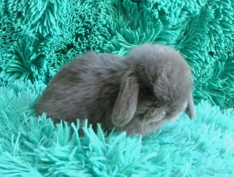 minilop - beránci - 2