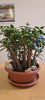 Crassula Ovata-Tlustice - 2