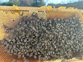 Vyzimovaná včelstva - 2