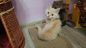 Koťata perská křížená s mainskou mývalí - volné nazrzlé - 2