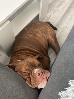 American Bully hledá milující domov - 2