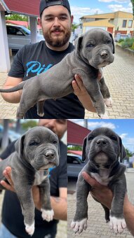 AMERICAN BULLY XL s PP - 2