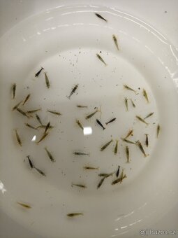 krevetky neocaridina, barevný mix - 2