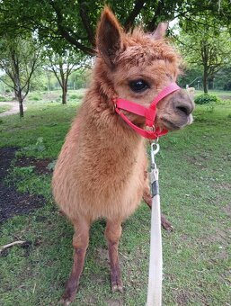 Lama - 2