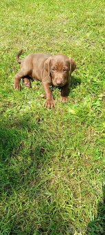 Labrador retrivr - 2