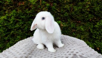 Zakrslý beránek, králíček, králík - TYMIÁN - 2