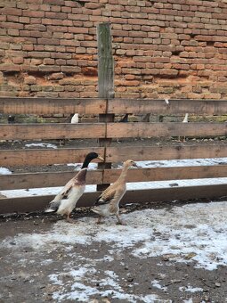 Indický běžec - 2