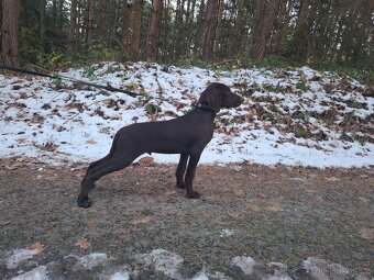 Prodám štěňata NKO - německý krátkosrstý ohař - 2