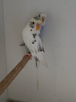 Andulka, andulky do chovu 2025 - 2