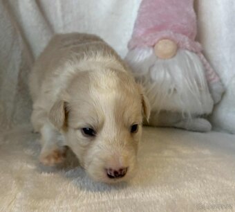 Border kolie s PP - 2