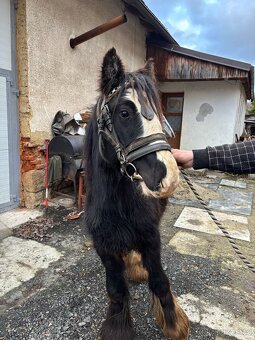 Irský cob hřebec - 2