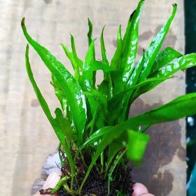 Akvarijni rostlinky - Microsorum Pteropus / hnedovka - 2