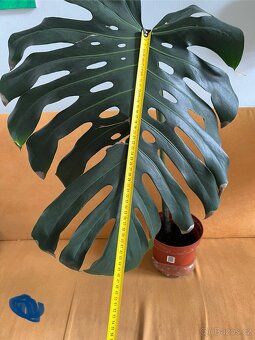 Monstera zakořeněné řízky 3ks - 2